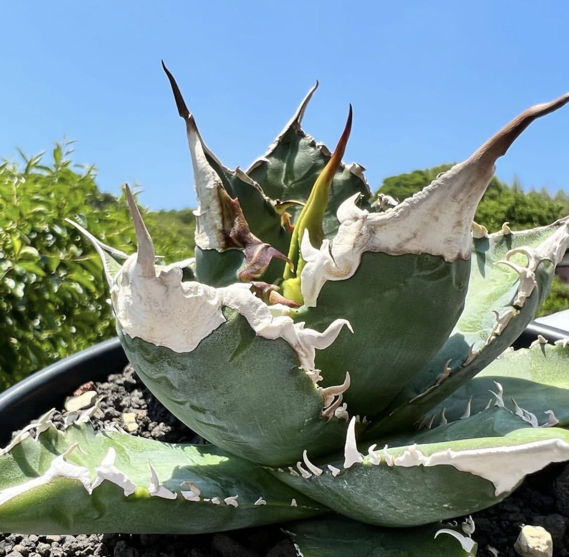 Agave イラン産高級 トップ画出品 イランエメラルドY2SS級選抜株