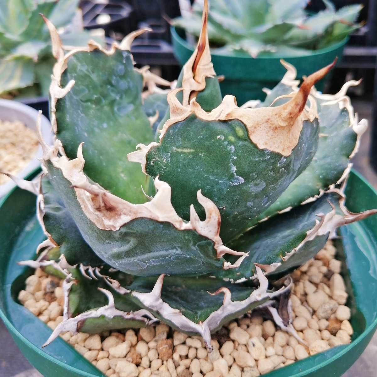アガベ チタノタ 白鬼 極上株 agave titanota ag01(検 ハデス シーザー オテロイ 海王 赤猫 フィリグリー 白鯨 姫厳竜
