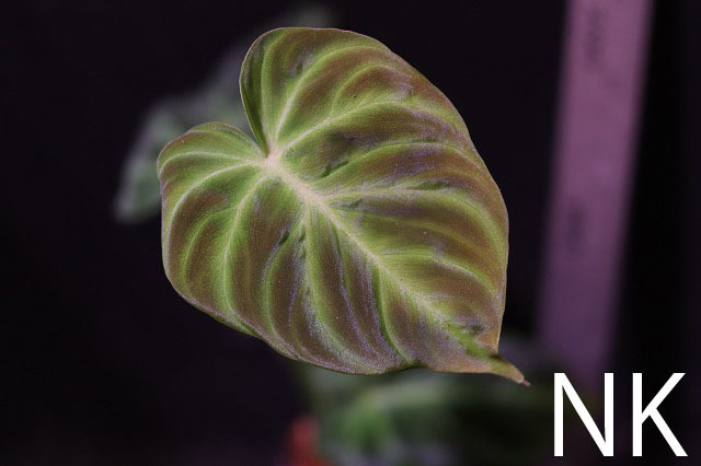 【人気，豊富な】 NK 転売不可 Philodendron verrucosum SELECT フィロデンドロン アンスリウム(観葉植物)｜売買されたオークション情報、yahooの商品情報をアーカイブ公開 - オークファン その他