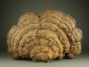 直売大セール 最終値下げです 巨大サルの腰掛け 霊芝 これだけあれば十分 さるのこしかけ 健康食品 Gestcont Com Br