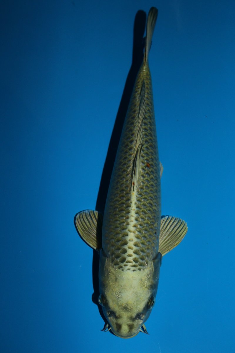 限定SALE，2026 魚酔#1015 獅子顔カラシ系 昔黄金 2021年産 35cm(錦鯉)｜売買されたオークション情報、yahooの商品情報をアーカイブ公開 - オークファン 錦鯉