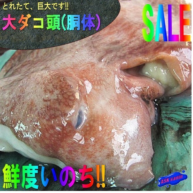 巨大「タコの頭7kg以上」お刺身・たこ焼き．．．タコ鍋、肝が絶品!!