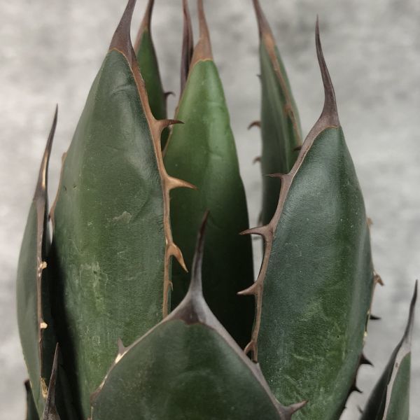 F1429】【特選強棘 ボール株！！】アガベ ホリダ 強棘 Agave horrida