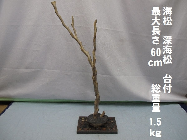 希少な海松・深海松 原木 長さ約85㎝・重さ約4.5kg／根付