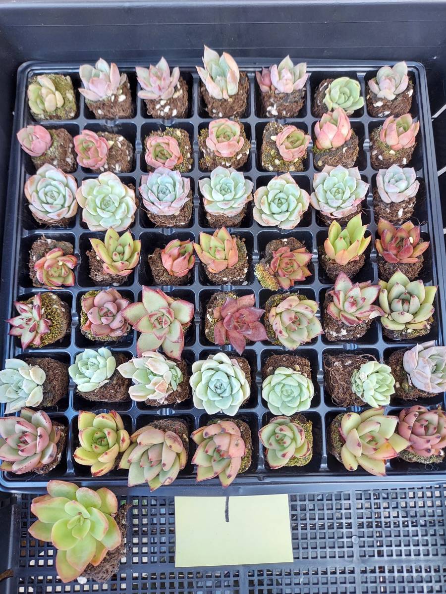 0927-ZKX1MIXエケベリア50個セット（お名前付きません）50個 多肉植物 韓国 エケベリア (10/22発送)