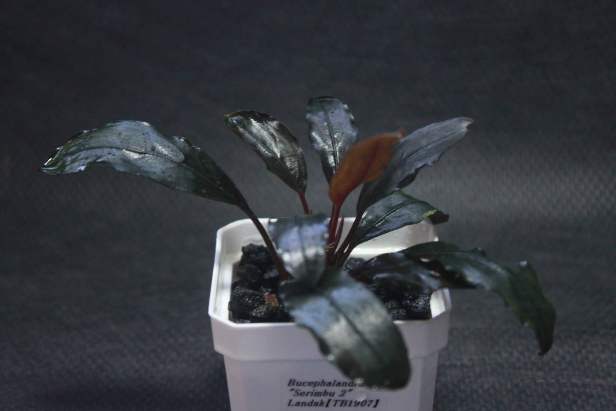 Bucephalandra sp. Bucephalandra sp.