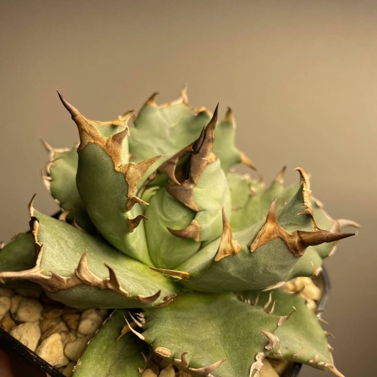 チタノタ アガベ 姫厳竜 Agave ⁄ titanota – KNOT 良型 LAND 'Dwarf