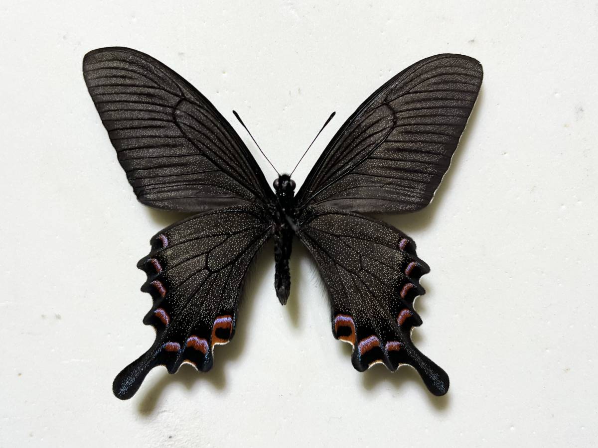 外国産蝶標本 蝶の標本 , ？ - チベット産 シナカラスアゲハ 1♂ Yahoo
