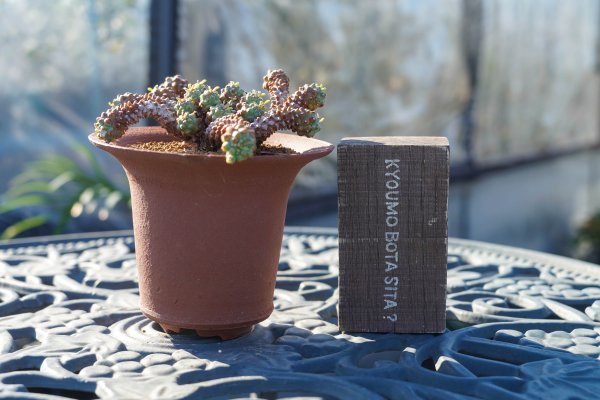◎レア品種 ユーフォルビア・クラバリオイデス Euphorbia clavarioides