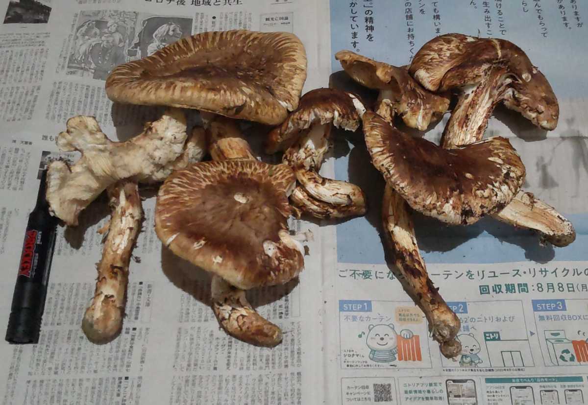 松茸 国産 まつたけ マツタケ 極上 でかひらき 岡山県産 値上げ L~2L特大