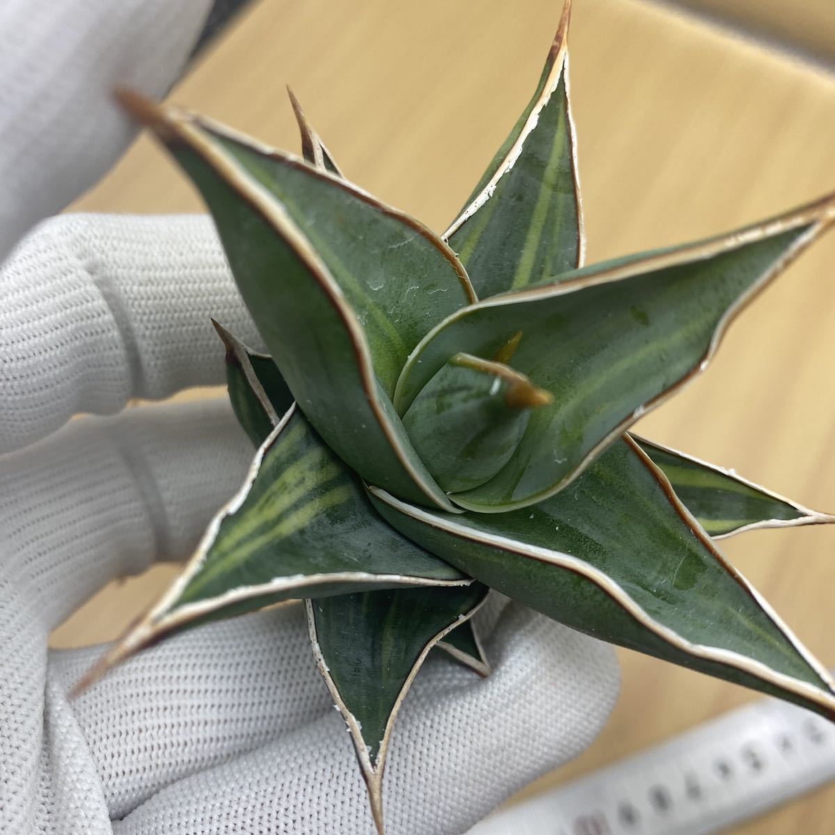 観葉植物 サンセベリア ピングイキュラ 斑入り サンスベリア