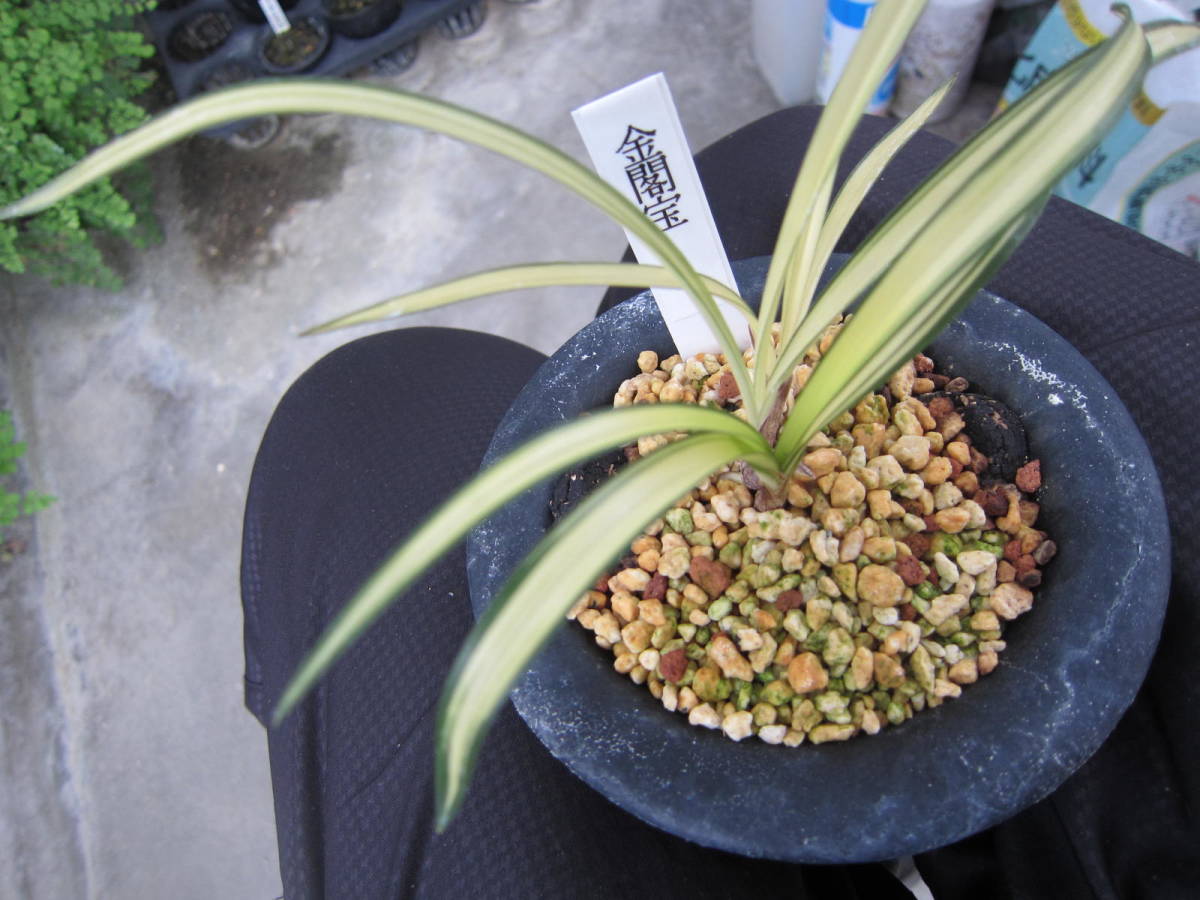 ☆日本春蘭 1号性「金閣宝」登録銘品 上木 新木前