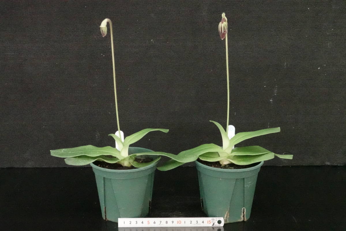 激安ランキング 初蕾付2株セット Paph fairrieanum SM/JOGA兄弟株 ② 