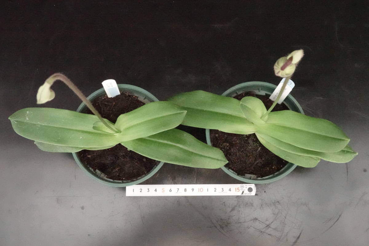 正規品海外アウトレット商品 初蕾付2株セット Paph fairrieanum SM
