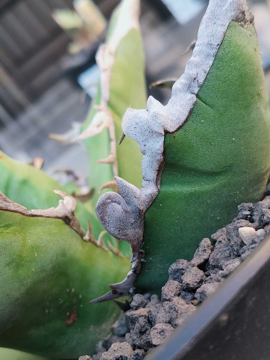 チタノタ アガベ オアハカ Agave titanota Oaxaca | 多肉植物 - Yahoo