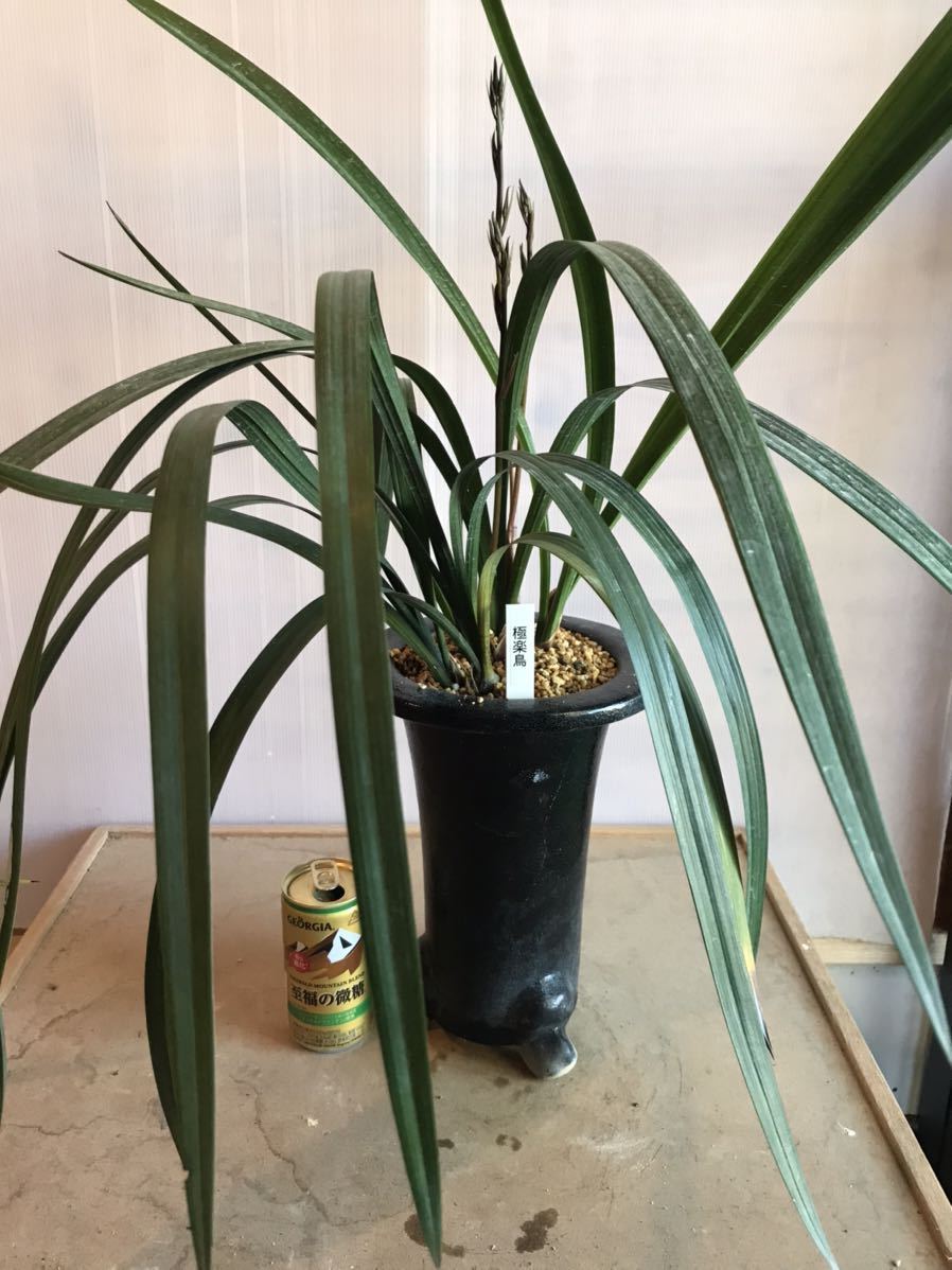 極楽鳥花の値段と価格推移は 68件の売買情報を集計した極楽鳥花の価格や価値の推移データを公開