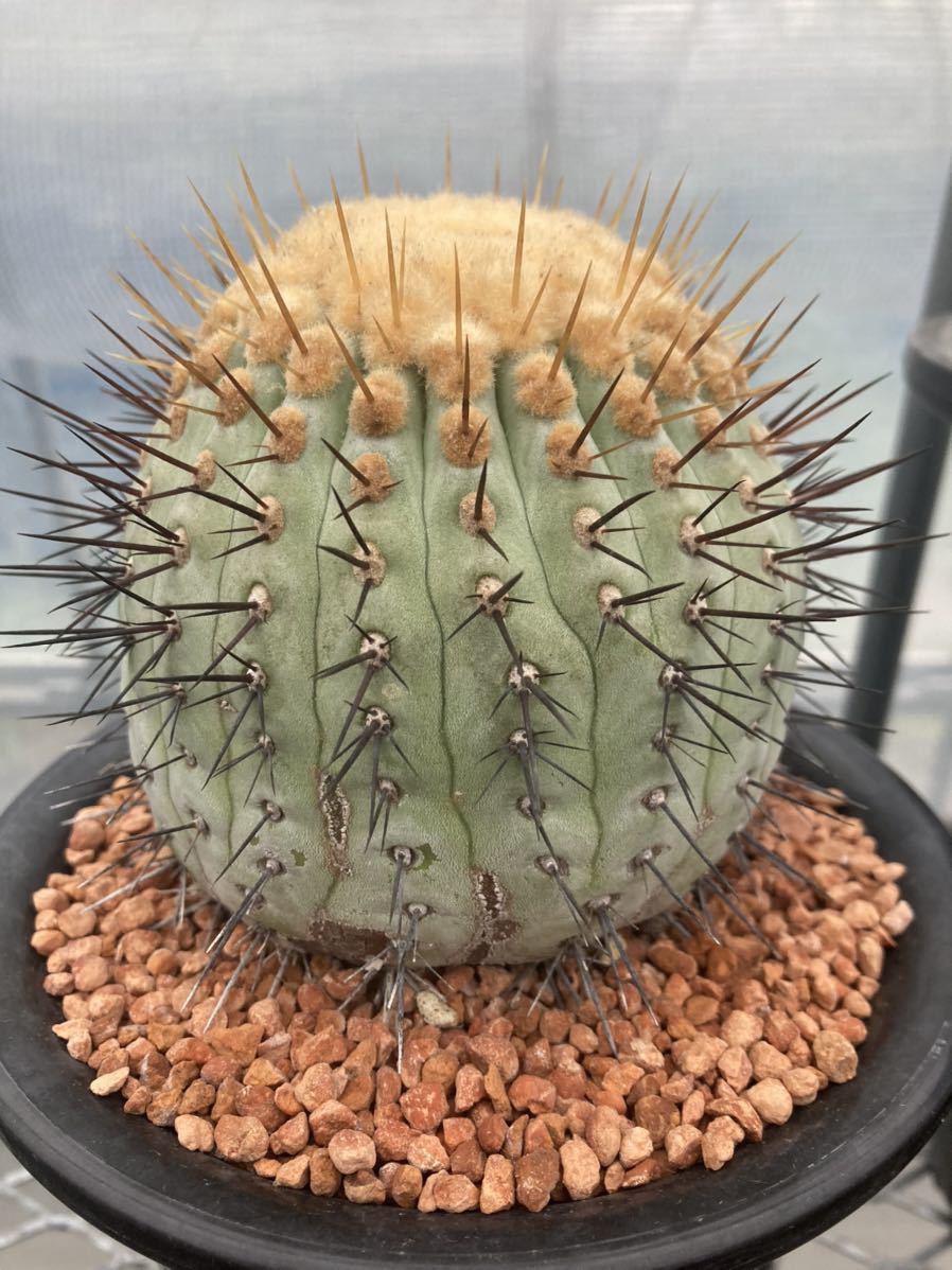 現地球 山木 Copiapoa コピアポア コルムナアルバ 孤竜丸 公式