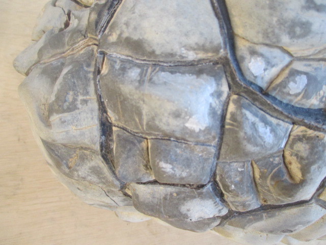 マダガスカル産セプタリアン(亀甲石)⁄Septarian