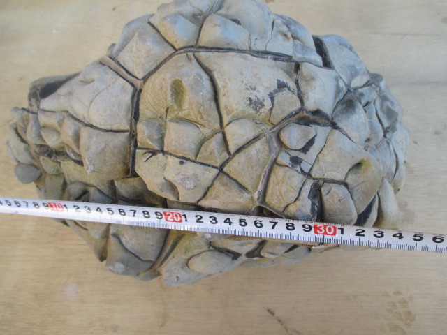 マダガスカル産セプタリアン(亀甲石)⁄Septarian