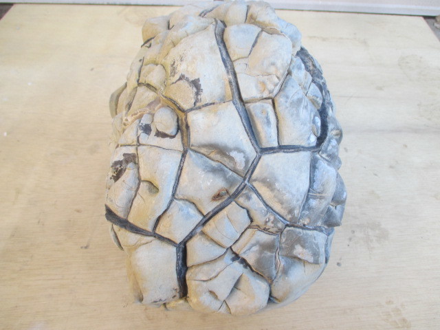 マダガスカル産セプタリアン(亀甲石)⁄Septarian
