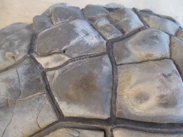 マダガスカル産セプタリアン(亀甲石)⁄Septarian
