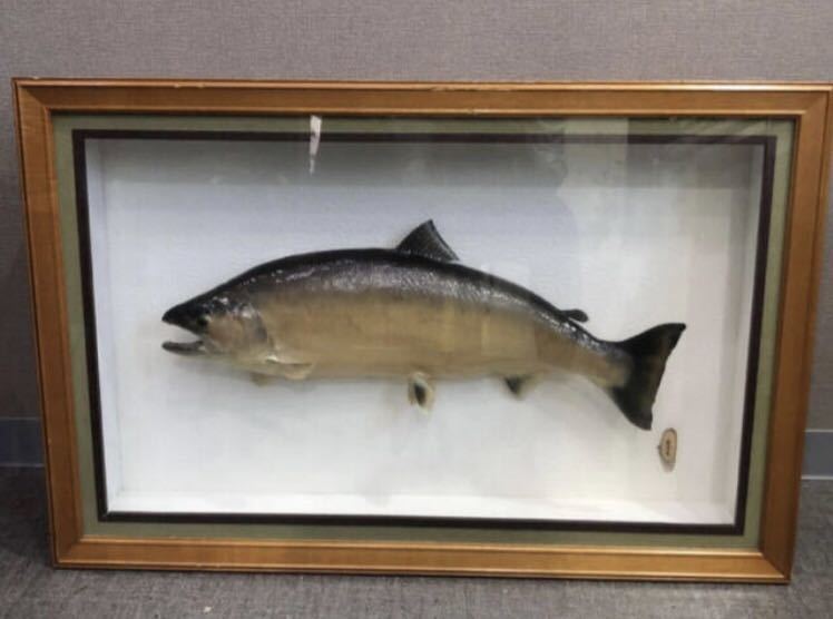 コンゴウフグ 標本 剥製 魚 海の生き物 コレクション Faculdade Nautico Edu Br