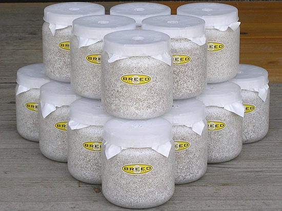 【得価，HOT】 高品質 高性能 BREED菌糸ビン 1500ml 17本 ブリード 菌糸瓶 菌床 希望本数購入可能(マット、床材)｜売買されたオークション情報、yahooの商品情報をアーカイブ公開 - オークファン マット、床材