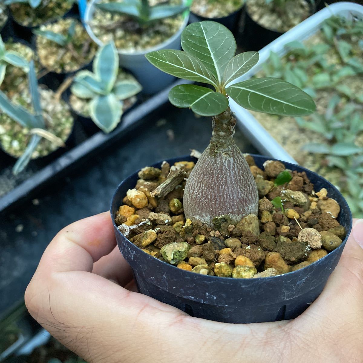多肉植物アガベ チタノタ 白鯨極上小株 【公式通販】