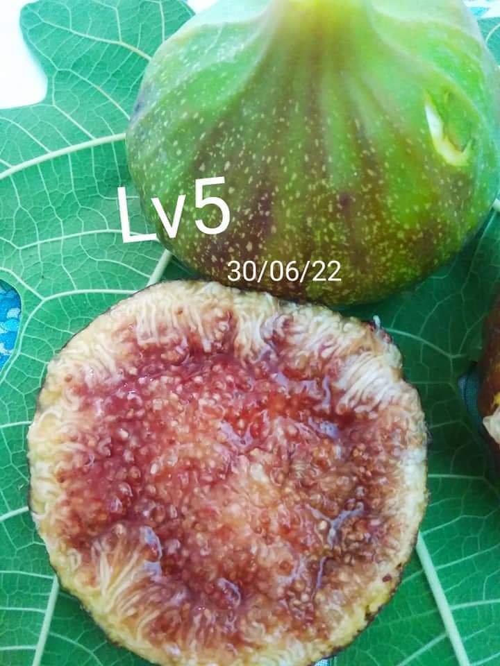 ☆超おすすめ☆ LV #5 (エルブイ ナンバー5) イチジク苗 ：夢の国
