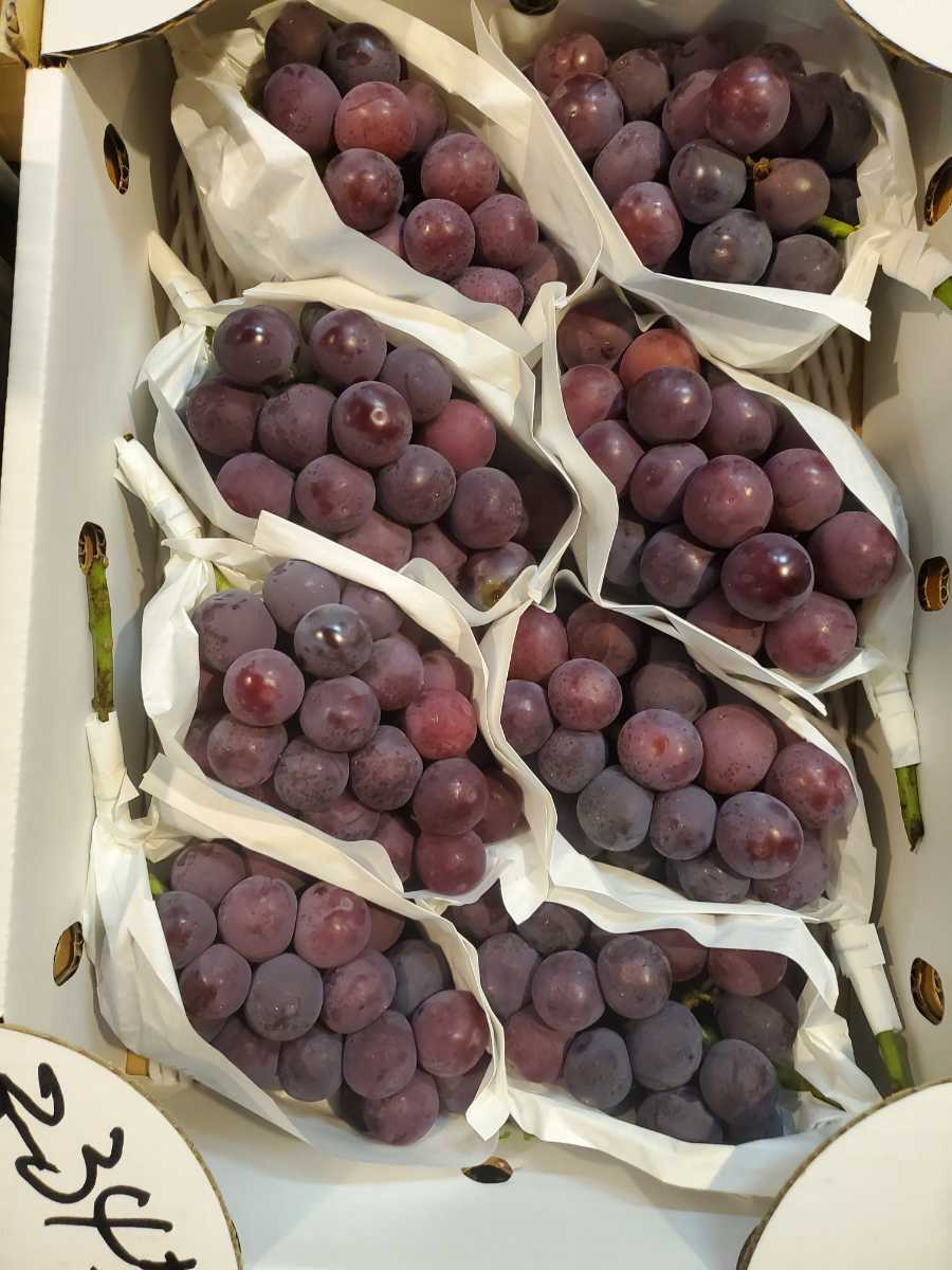 大房　正規品ピオーネ①　箱込み4.8kg ピオーネ8~9房5キロ1箱。種無し大房 【公式通販】