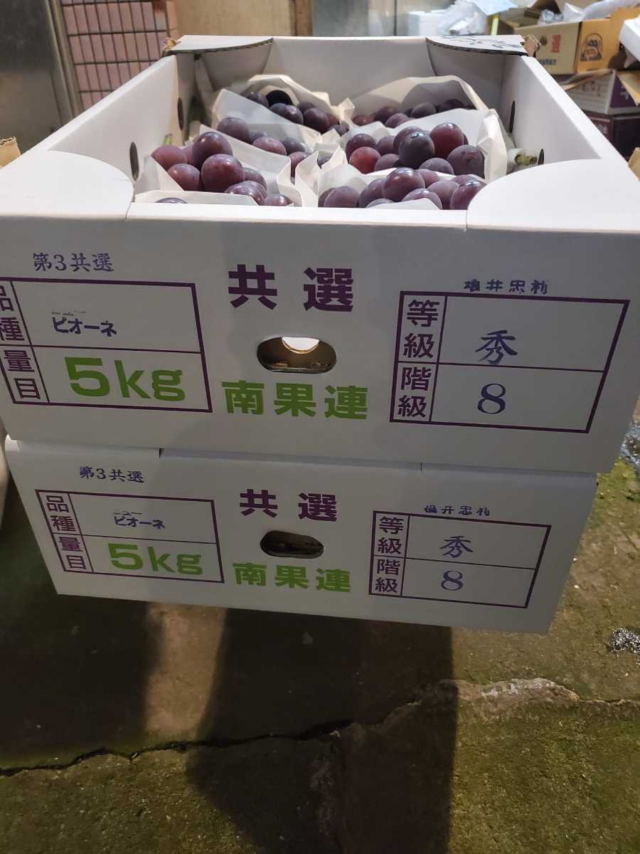 ピオーネ8~9房5キロ1箱。種無し大房 【公式通販】