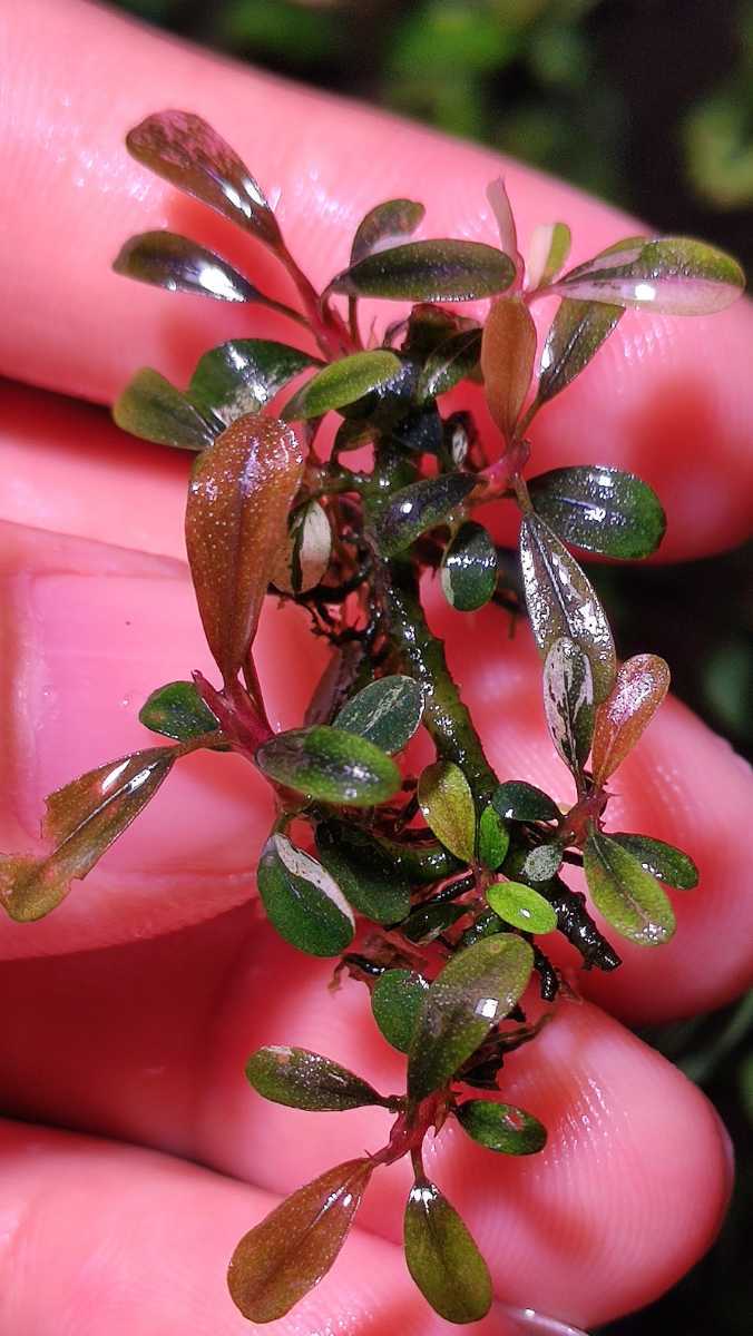 ピンクバリエガータ斑入り ブセファランドラsp 水中葉 水草（水上葉