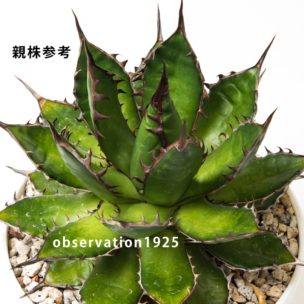 NAY153【カキコ】アガベ ギルベイ Agave horrida ssp gilbeyi