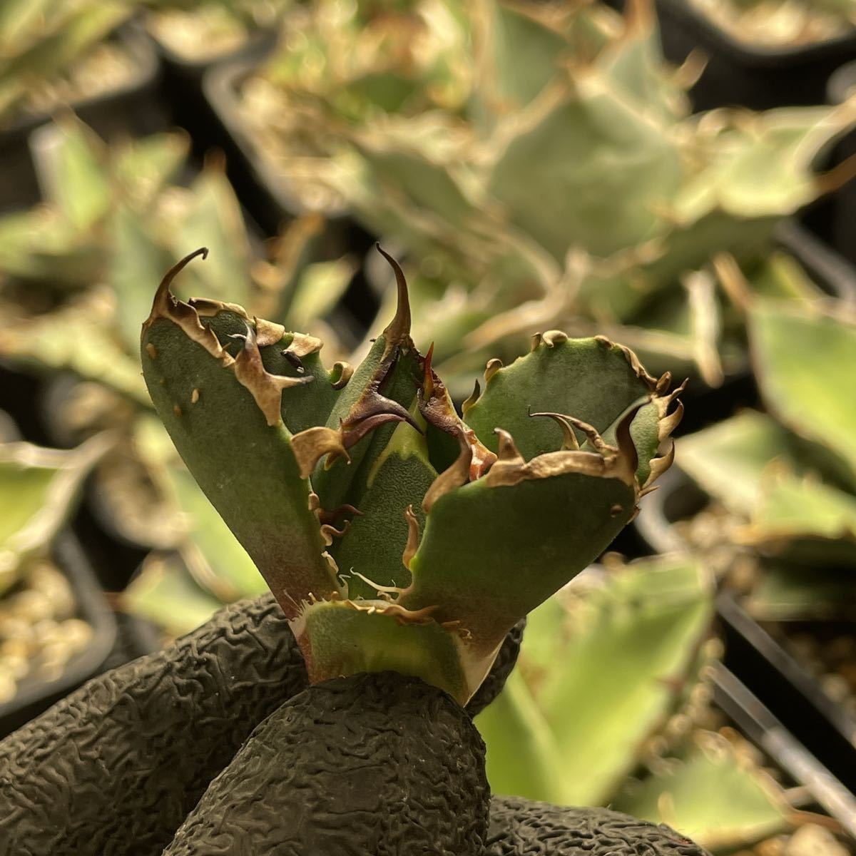 チタノタ 鬼爪 アガベ 雪峰 子株 agave titanota H17多肉植物 snow 