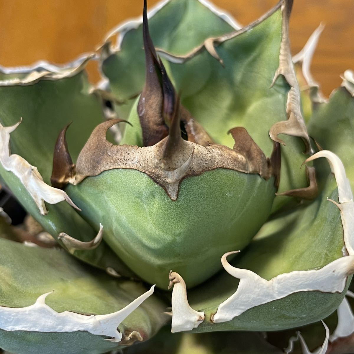 子株】アガベ チタノタ 鬼爪 雪峰 agave titanota 【公式通販】