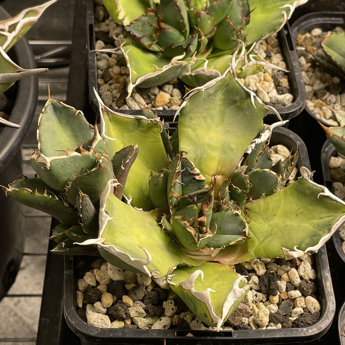 子株】アガベ チタノタ 鬼爪 雪峰 agave titanota 【公式通販】