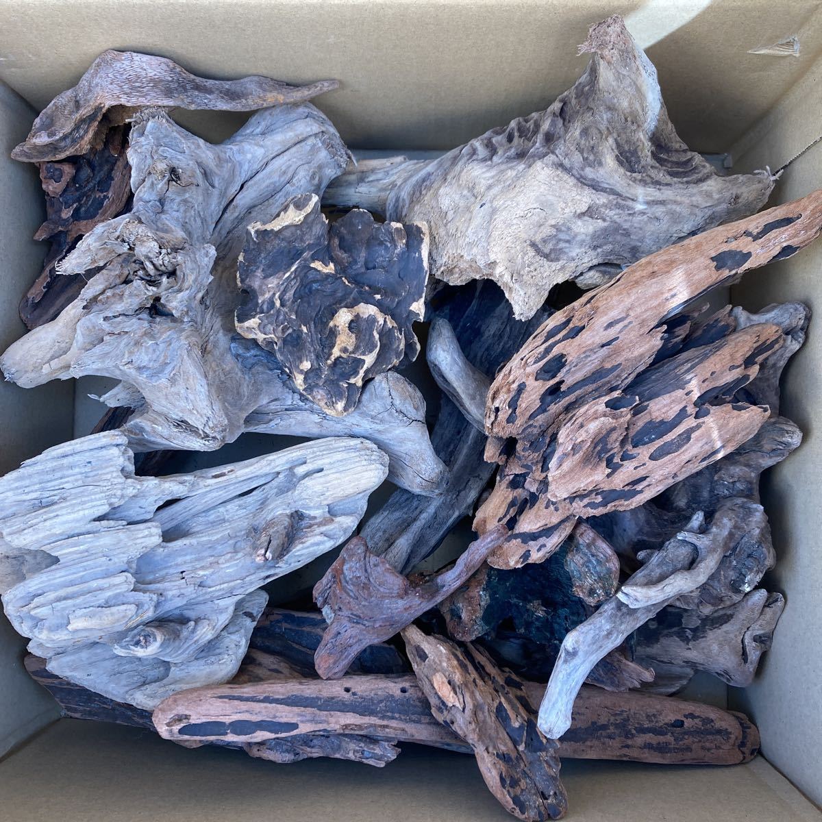 ☆sea tree☆ダンボール目一杯流木　　　17流木/水槽/アクアリウム/テラリウム/インテリア/ADA/サンゴ/置物/