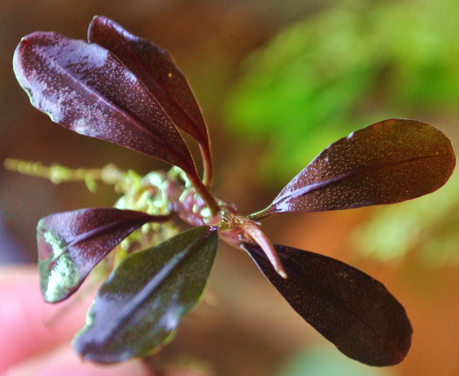 ブセファランドラsp.Ghost kalimantan2株セット 水上株 脇芽有