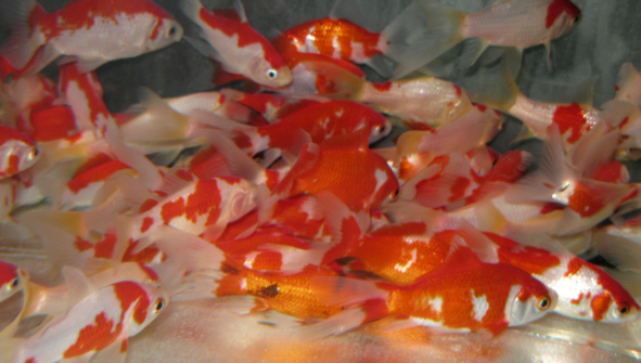 【特売!! 美!!】【弥富産!!】【100匹セット】上 コメット 更紗 紅白 白 丹頂タイプ 8-10cm 安心の現在庫写真での出品です。