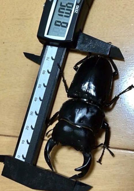 BE-KUWA48号掲載！ギネス血統タイワンオオクワガタ新成虫ペア①