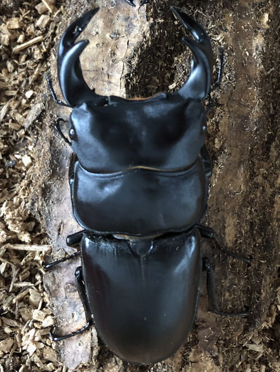 BE-KUWA48号掲載！ギネス血統タイワンオオクワガタ新成虫ペア①