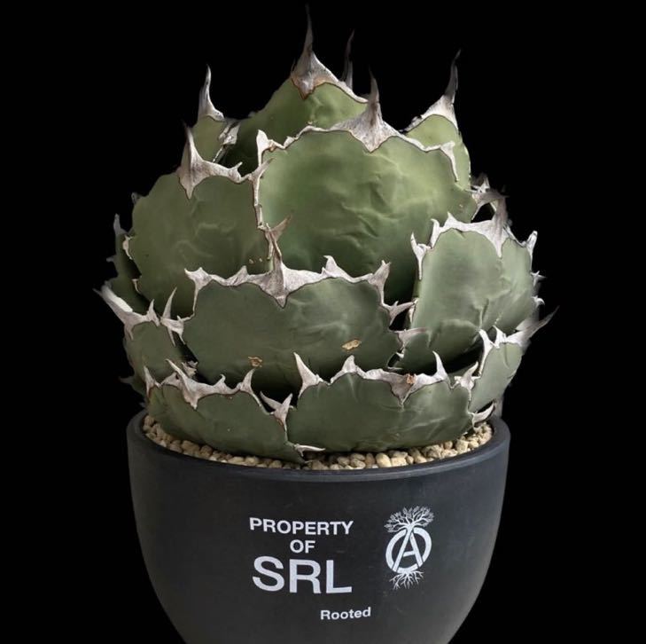 標本 アガベ チタノタ 海豹 アザラシ ボールタイプ Agave titanota  