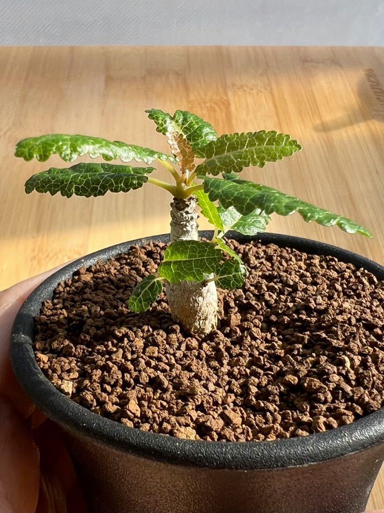 ラスト1株！特選 良型 ボスウェリア ナナ Boswellia nana (実生) (検