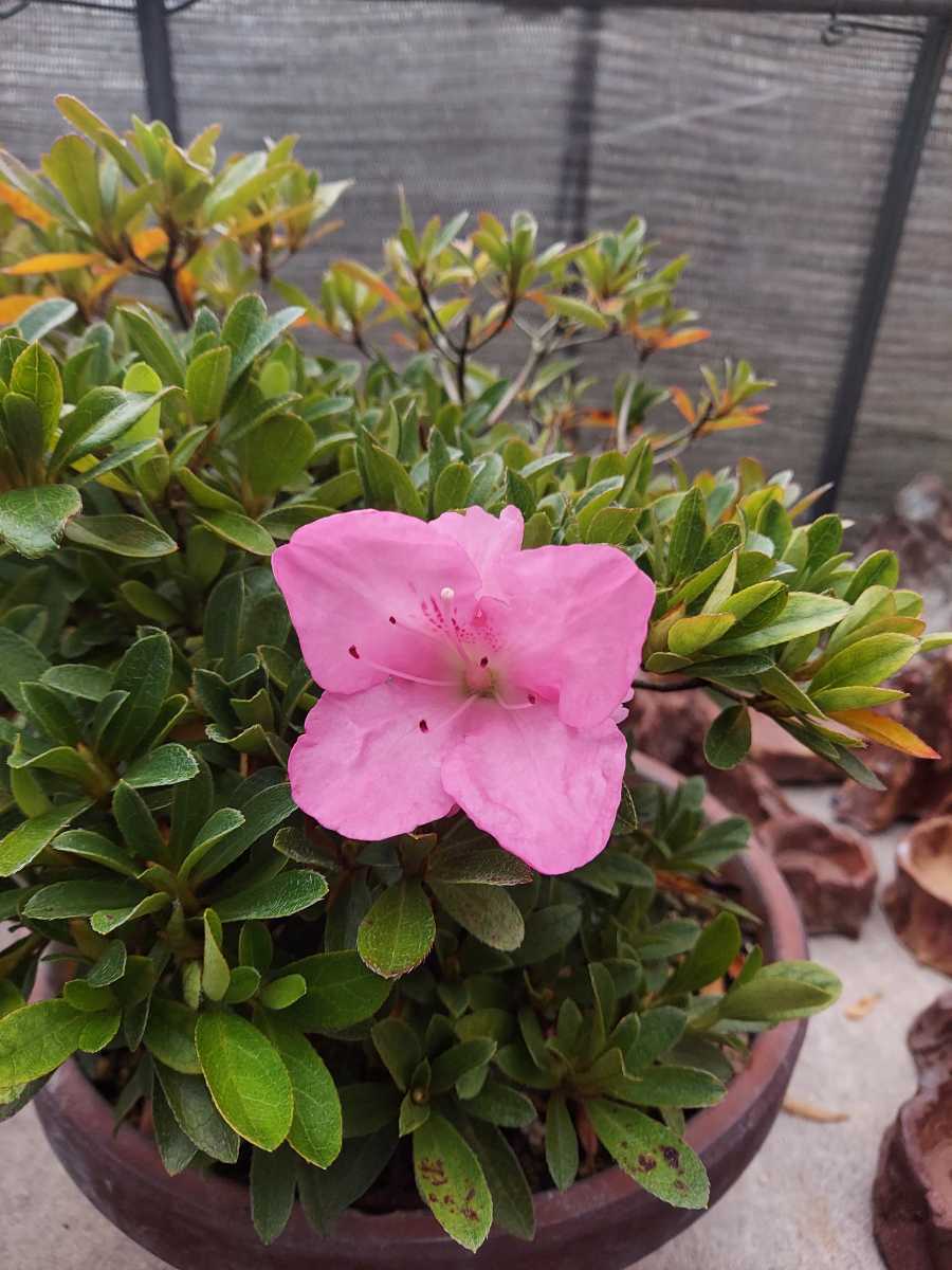 樹高 盆栽 さつき Rhododendron 皐月 indicum 約22cm 若恵比須 約21cm