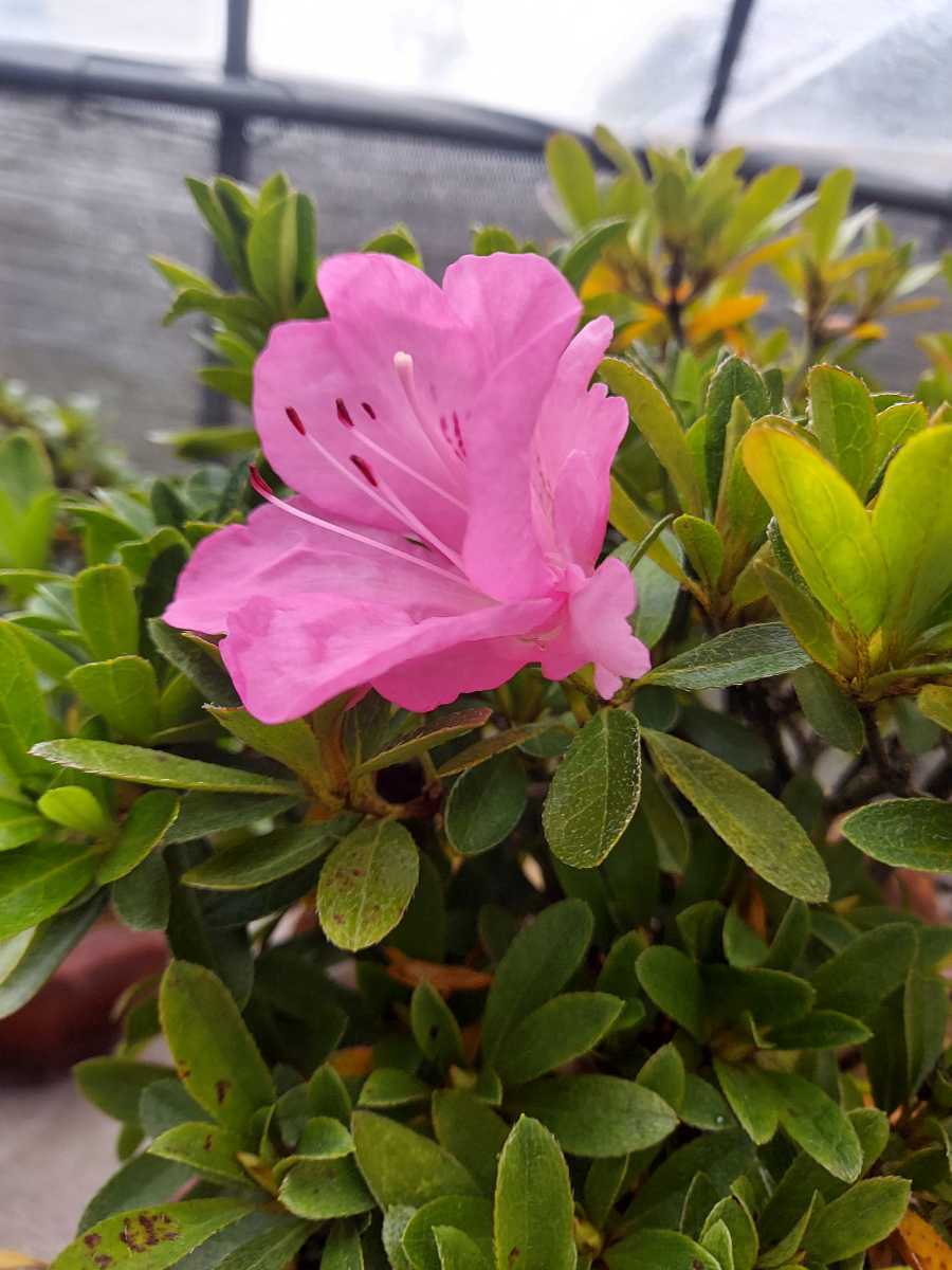 樹高 盆栽 さつき Rhododendron 皐月 indicum 約22cm 若恵比須 約21cm