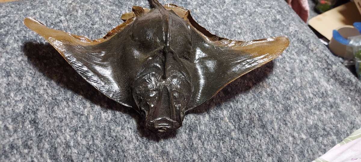 淡水エイ 剥製本物 熱帯魚 ダイヤモンドポルカ 標本