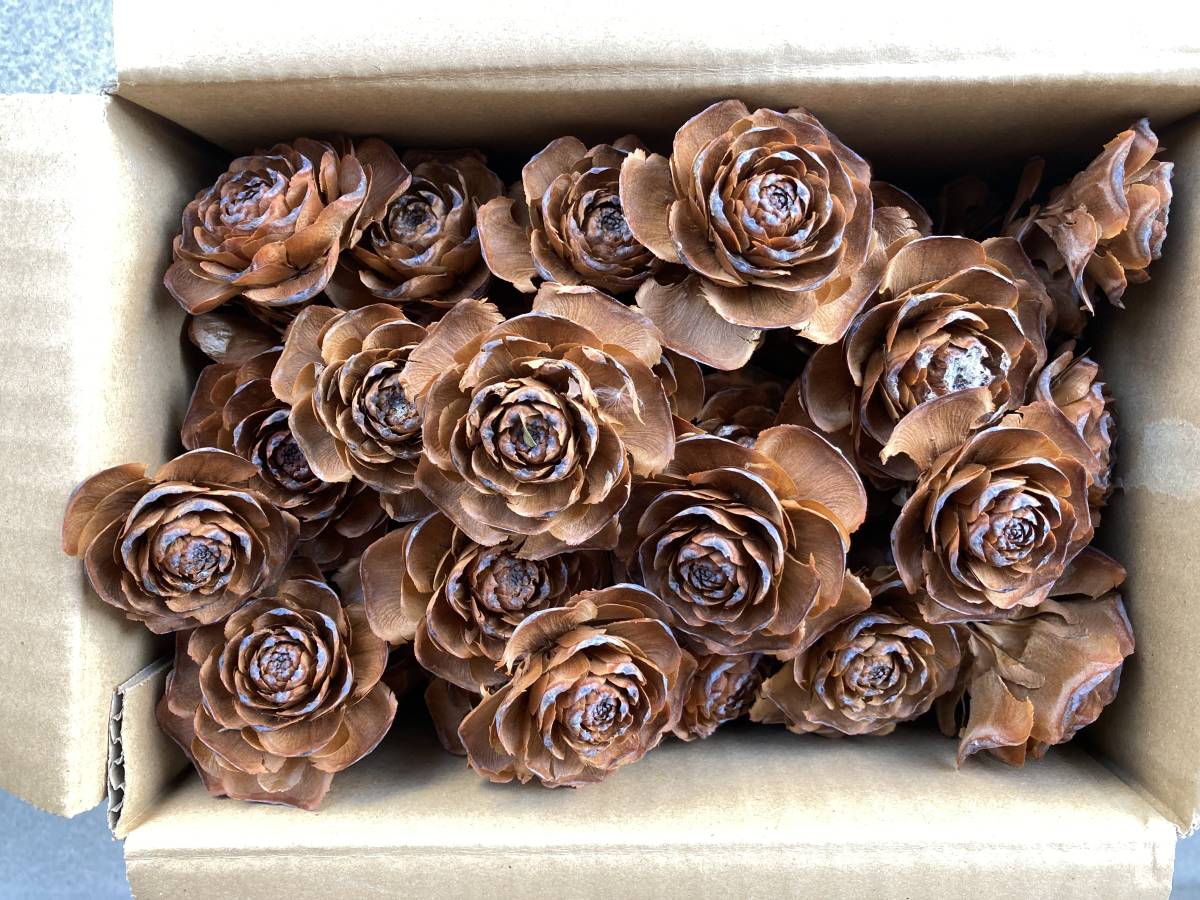 ヒマラヤスギの値段と価格推移は 130件の売買情報を集計したヒマラヤスギの価格や価値の推移データを公開