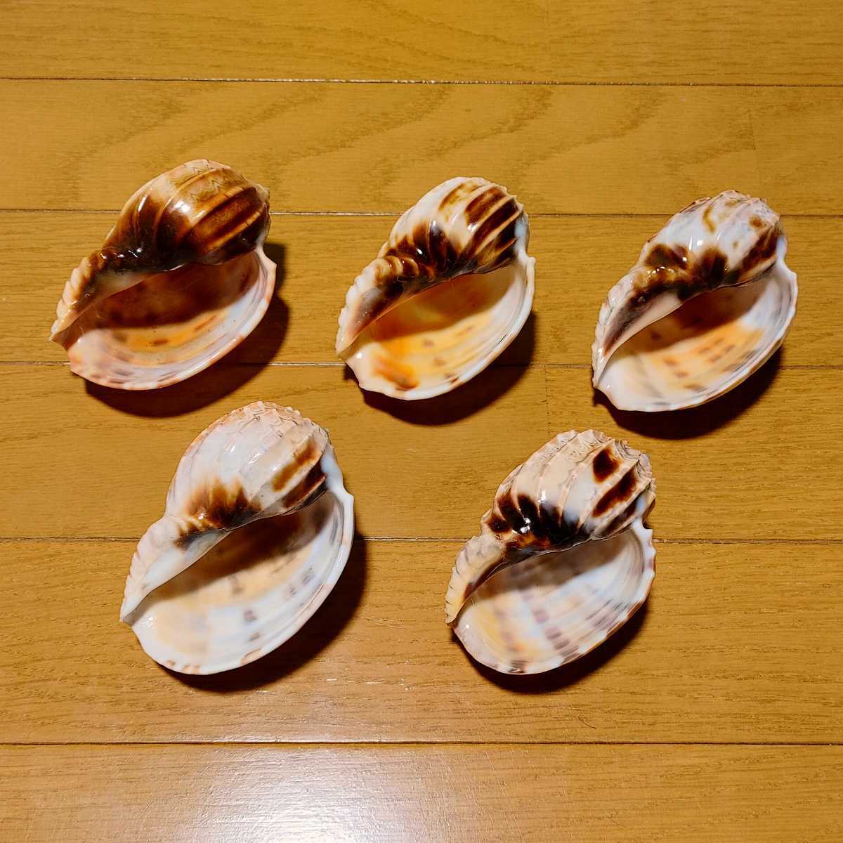 ショクコウラ 5種類 大きい 貝殻 標本 の入札履歴 - 入札者の順位