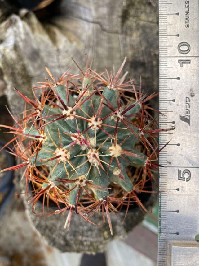 鯱頭 フェロカクタス サボテン | trigger 観葉植物 フェロカクタス・鯱