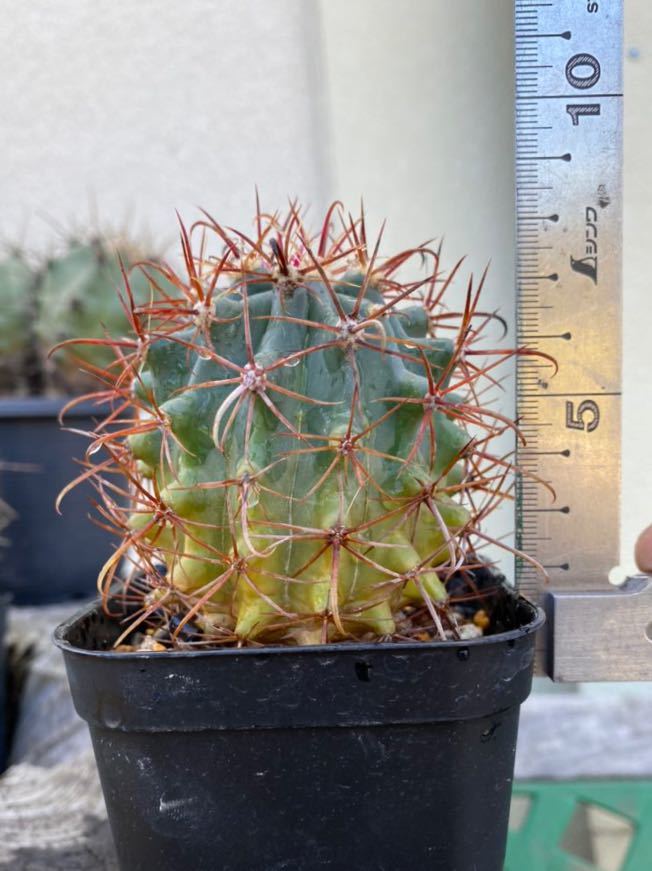 鯱頭 フェロカクタス サボテン | trigger 観葉植物 フェロカクタス・鯱